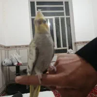جوجه عروس هلندی گل با قالی|پرنده|حمیدیا, |دیوار