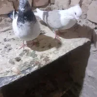 کبوتربی کاکول ماده با کاغذی ماده|پرنده|بیرانوند, |دیوار