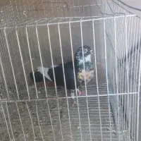فروش کبوتر معاوضه هم دارم