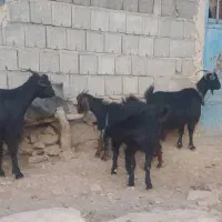 چهار راس بز