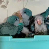 جوجه راهب آبی و سبز دستی سرلاکی