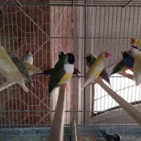 جوجه فنج گلدین|پرنده|اصفهان, ارغوانیه|دیوار