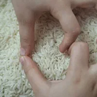 فروش برنج دوکشت  طارم هاشمی