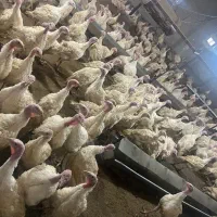 فروش بوقلمون ارگانیک به قیمت مرغ عمده و جزئی