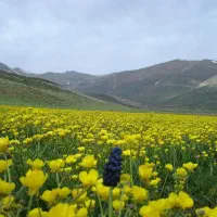 تور دشت گل زرد