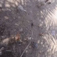 مرغ محلی|حیوانات مزرعه|بمپور, |دیوار