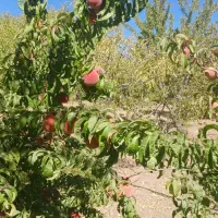 باغ نقلی|فروش زمین و ملک کلنگی|تیران, |دیوار