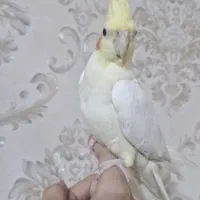 فروش عروس هلندی دوعدد ماده دستی