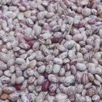 لوبیا چیتی امسالی