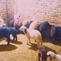 ۱۷ راس بره نرو ماده  خوشکل و سرحال