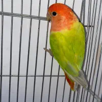 طوطی کوتوله برزیلی جفت|پرنده|شیراز, شهرک فجر|دیوار