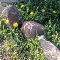 فروش یک قطعه زمین حدود 7 هزار متر در گلکار