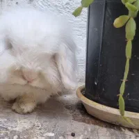 خرگوش لوپ نر