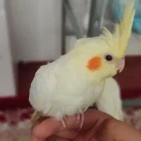 عروس هلندی|پرنده|قرچک, شهرک الحدید|دیوار