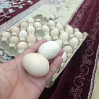 تخم دورگ ولاری 20تومان