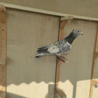 سار کاکلی.کلاغ نواری کاکلی.ماده سار لکه دار عطیقه