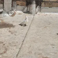 کبوتر|پرنده|چادگان, |دیوار