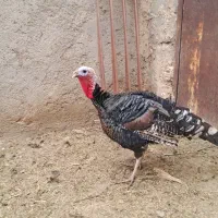 بوقلمون یک نر و یک ماده