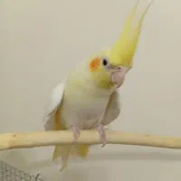 عروس‌هلندی