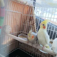 عروس هلندی دستی تخم گزار|پرنده|خمین, |دیوار