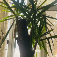 یوکا|گل و گیاه طبیعی|تهران, تهرانپارس غربی|دیوار