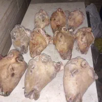 کله پاچه بره و شیشک پاچه گوساله و سیرابی