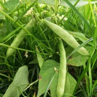 باقالی تر