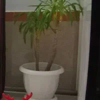 گل یوکا شاداب وزیبا