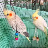 دو جفت عروس هلندی مولد معاوضه