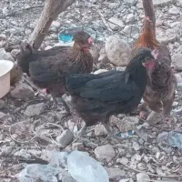 مرغ برافروش