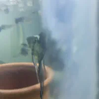 ماهی|ماهی|جهرم, |دیوار