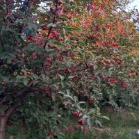 باغ-در-ویلکیج-رز-سه-راهی-سقزجی