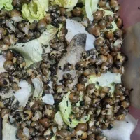 حلزون آلبینو