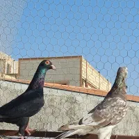 پرنده کبوتر|پرنده|قزوین, |دیوار