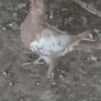 میولمنز درجه یک|پرنده|برازجان, |دیوار