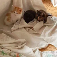 واگذاری گربه مادر بهمراه 5 بچه|گربه|ساوه, |دیوار