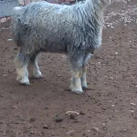 بره (تقلی شیشک میش بز کهره)