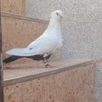 کفتر دم سیاه
