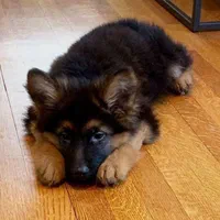 توله سگ ژرمن شولاین موبلند حرفه ای|سگ|کرج, عظیمیه|دیوار