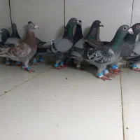 کبوتر سبز پولک ۱۸تایی