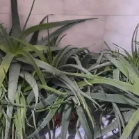 گیاه آلوورا