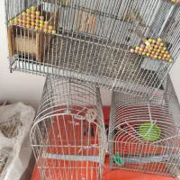 قفس سهره مرغ عشق قناری فنچ