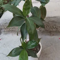 گل بامبو خاکی