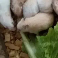 همستر سوری