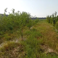 باغچه برق دار شمس اباد معاوضه