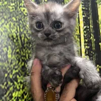 گربه اسکاتیش بریتیش|گربه|قم, بلوار امین و ساحلی|دیوار