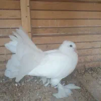 کبوتر دم چتری تزئینی کاکولی پاپر کامل سفید|پرنده|بهشهر, |دیوار
