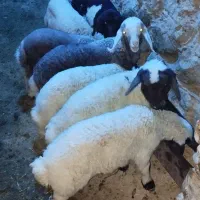 میش|حیوانات مزرعه|چوار, |دیوار