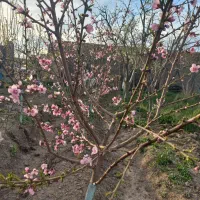 زمین-کشاورزی