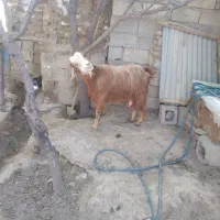 بز و بزغاله